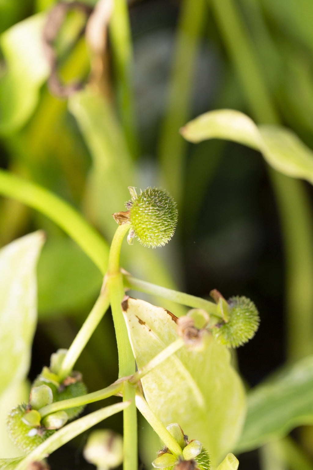 Sagittaria 'Crushed ice'
