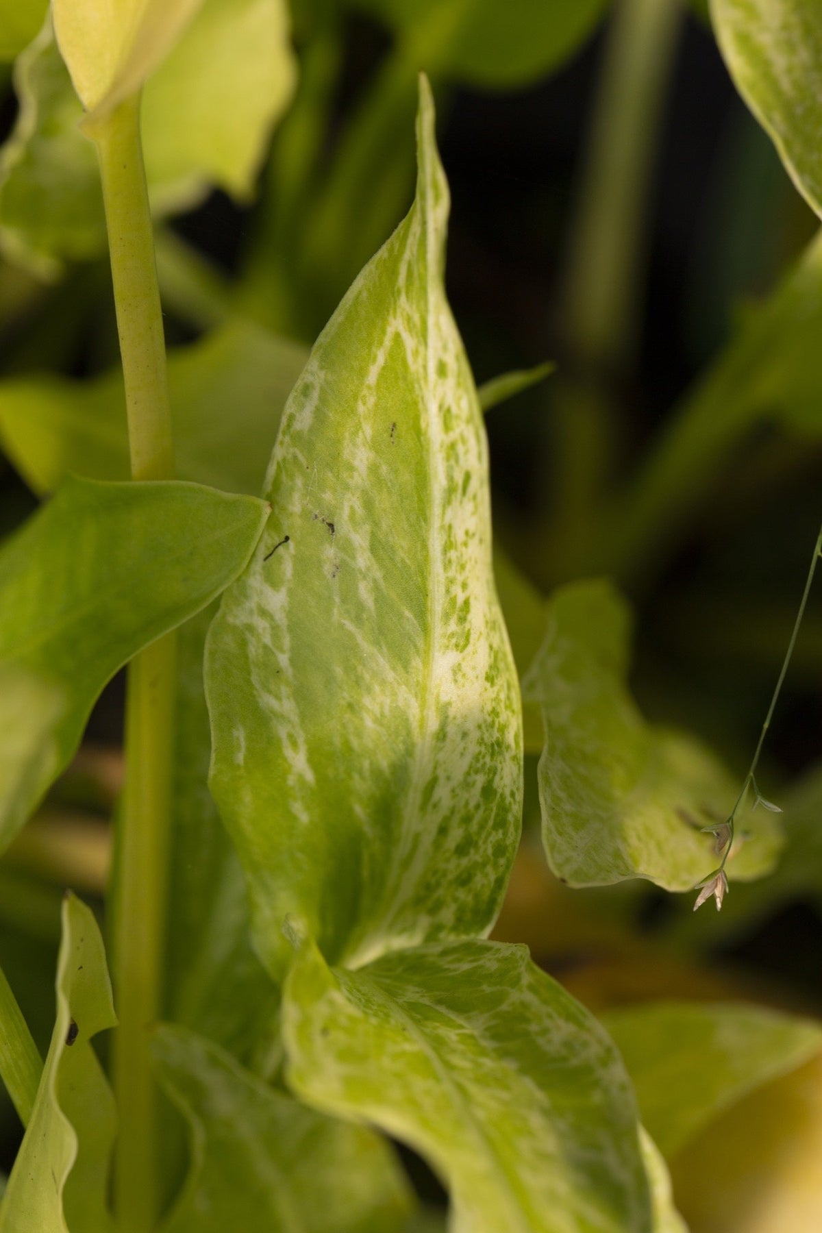 Sagittaria 'Crushed ice'