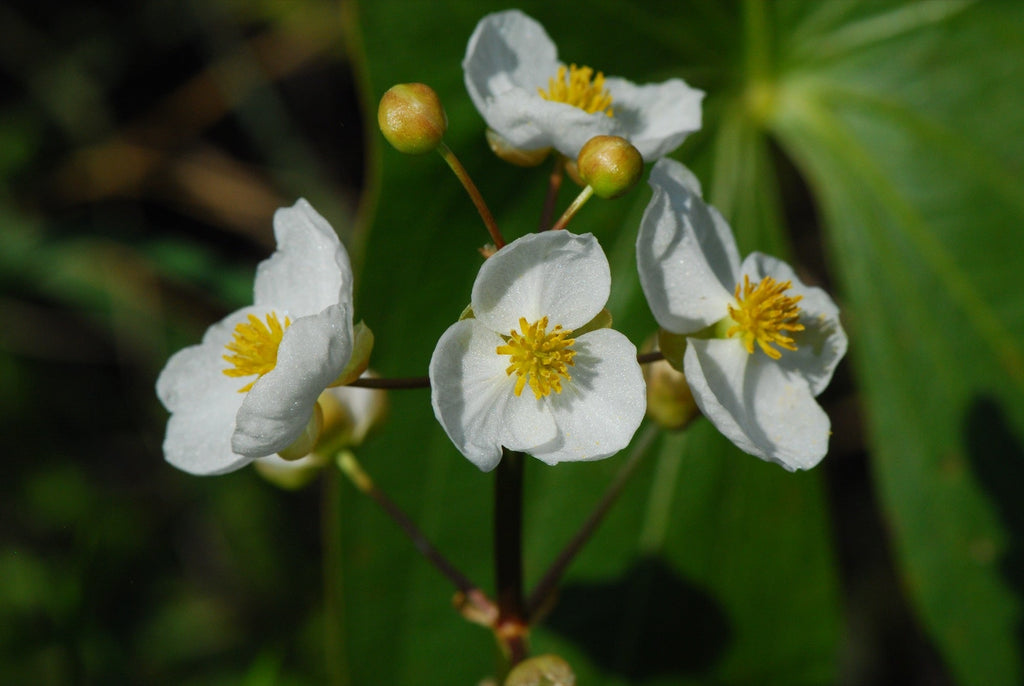 Sagittaria latifolia