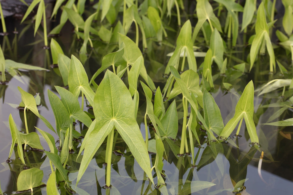 Sagittaria latifolia