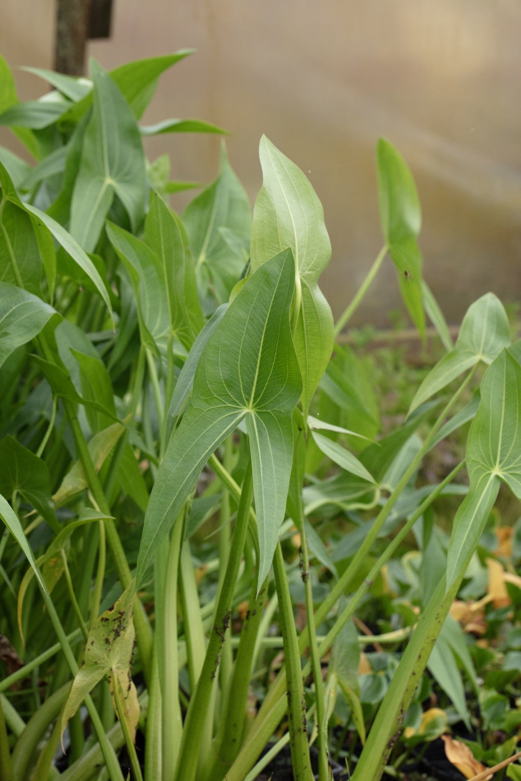 Sagittaria latifolia