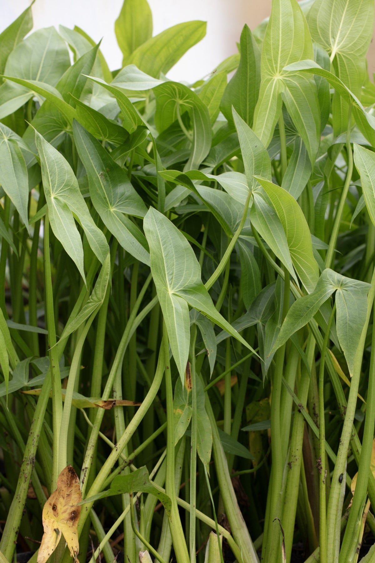 Sagittaria latifolia