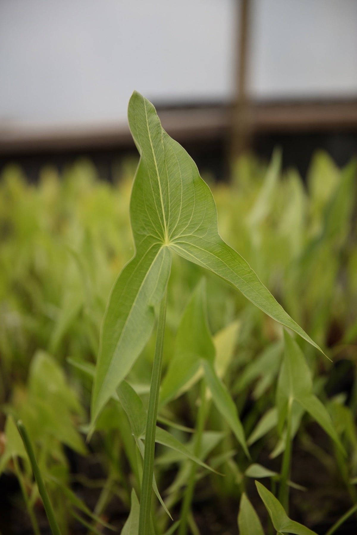 Sagittaria latifolia