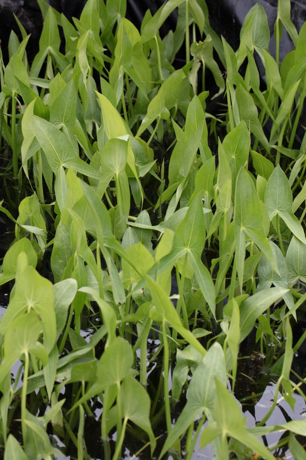 Sagittaria latifolia