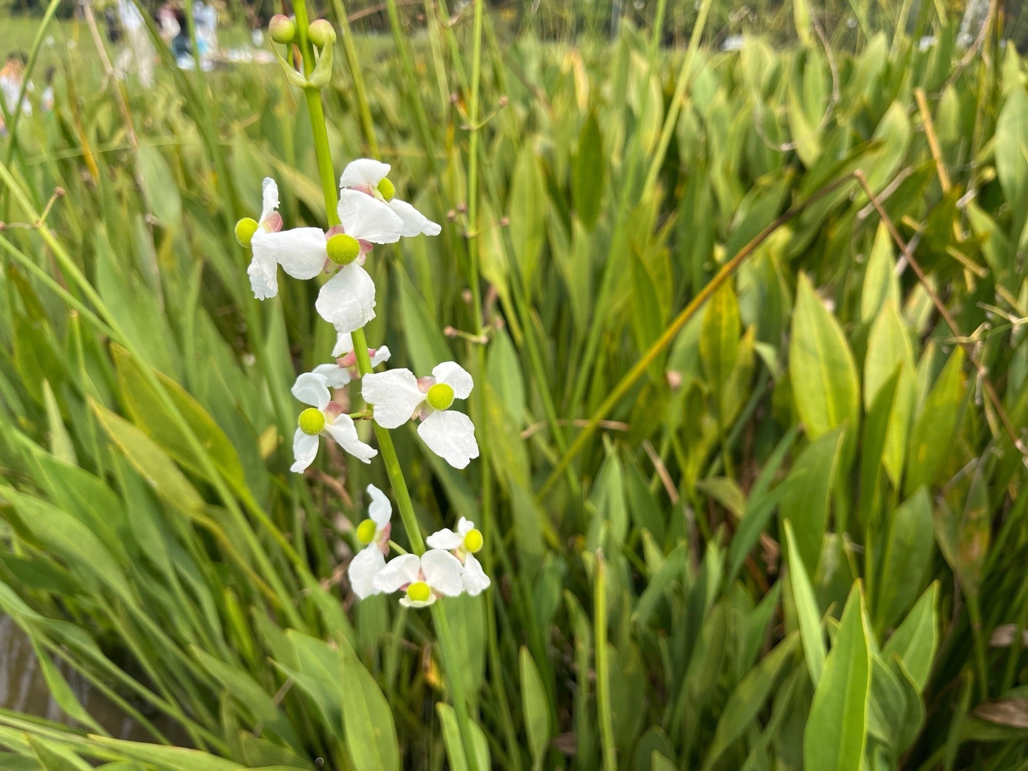 Sagittaria platyphylla