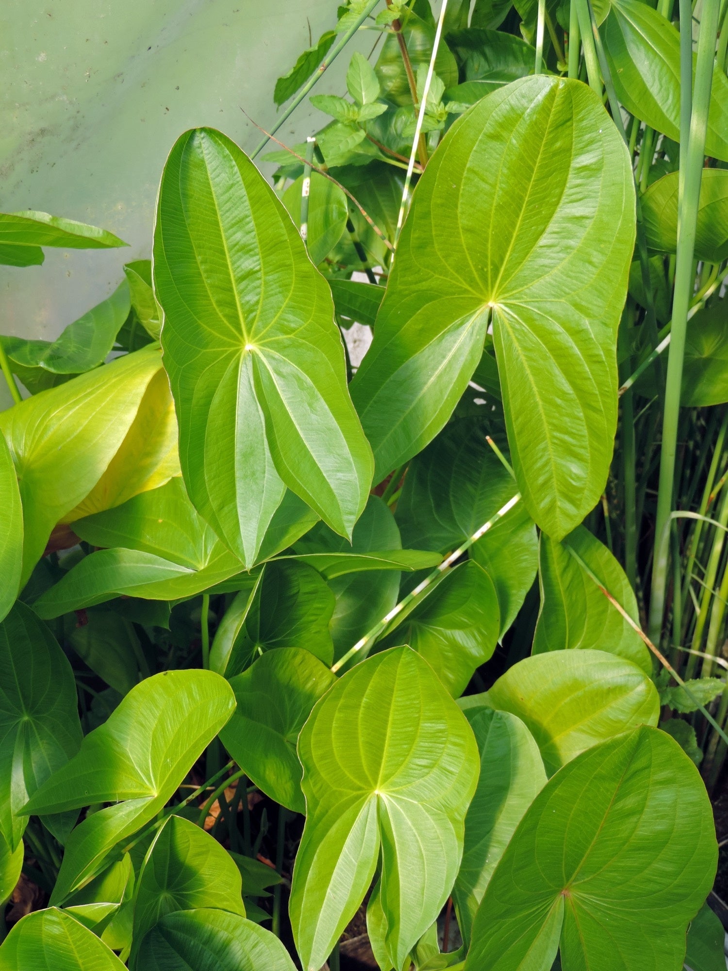 Sagittaria platyphylla