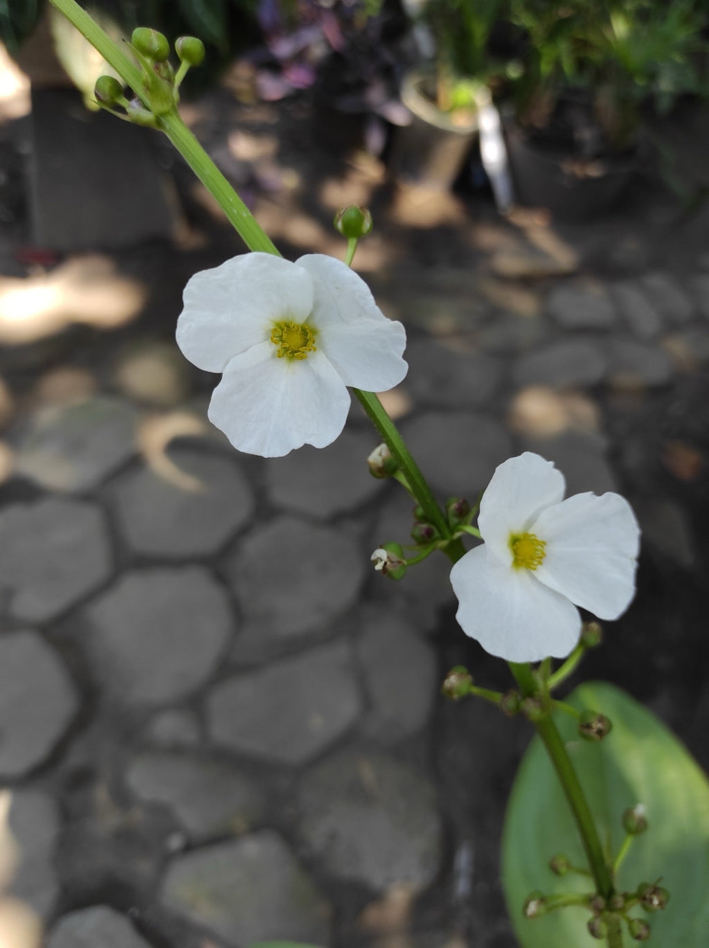 Sagittaria platyphylla
