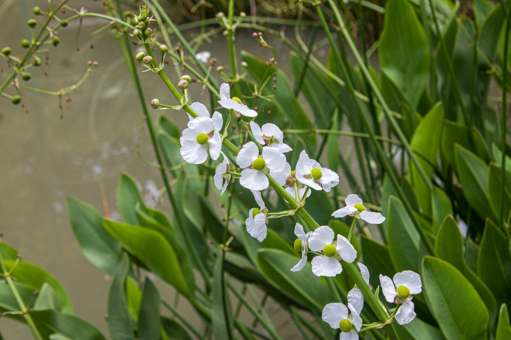 Sagittaria platyphylla