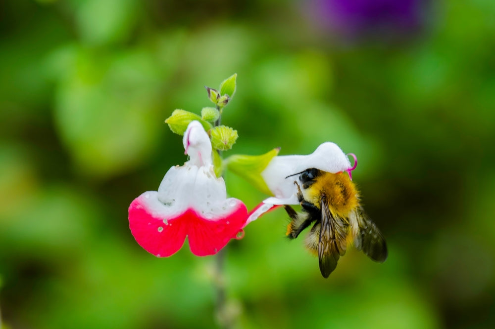 Salvia microphylla 'Hot Lips'