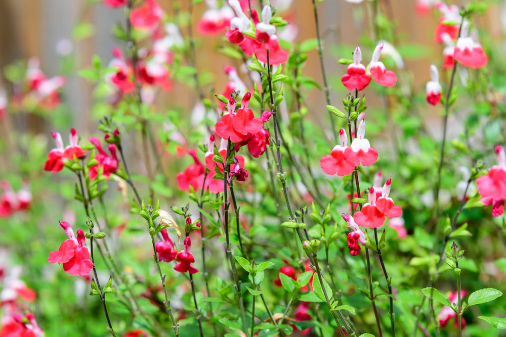 Salvia microphylla 'Hot Lips'