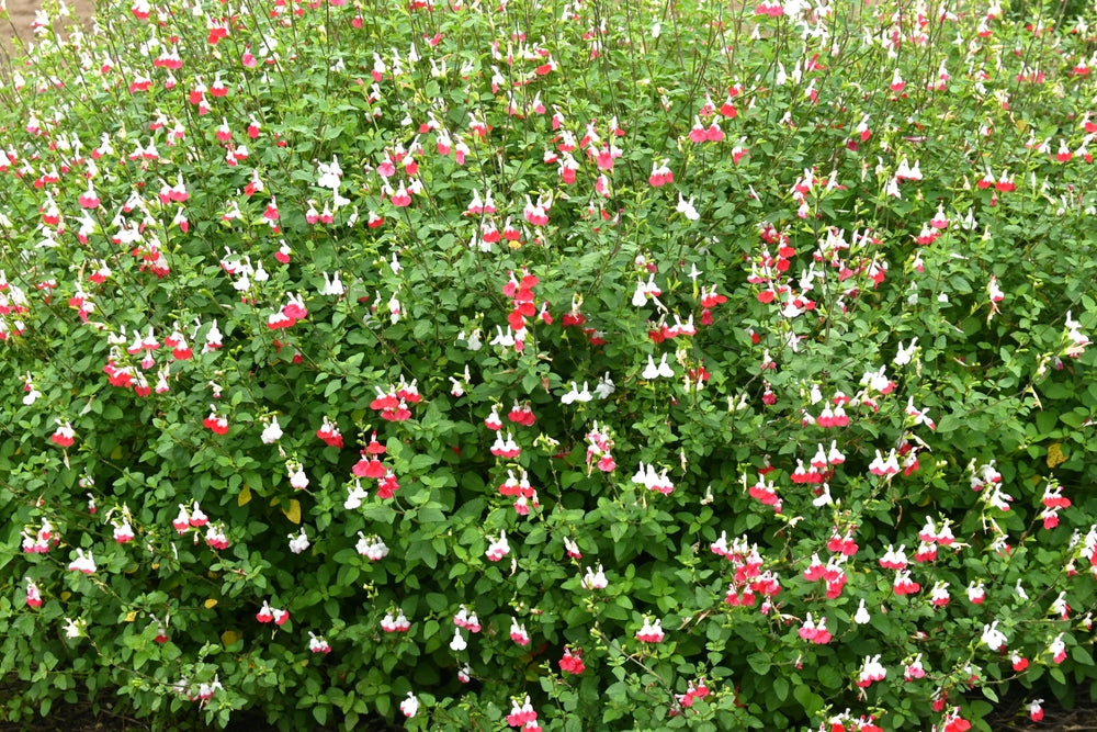 Salvia microphylla 'Hot Lips'