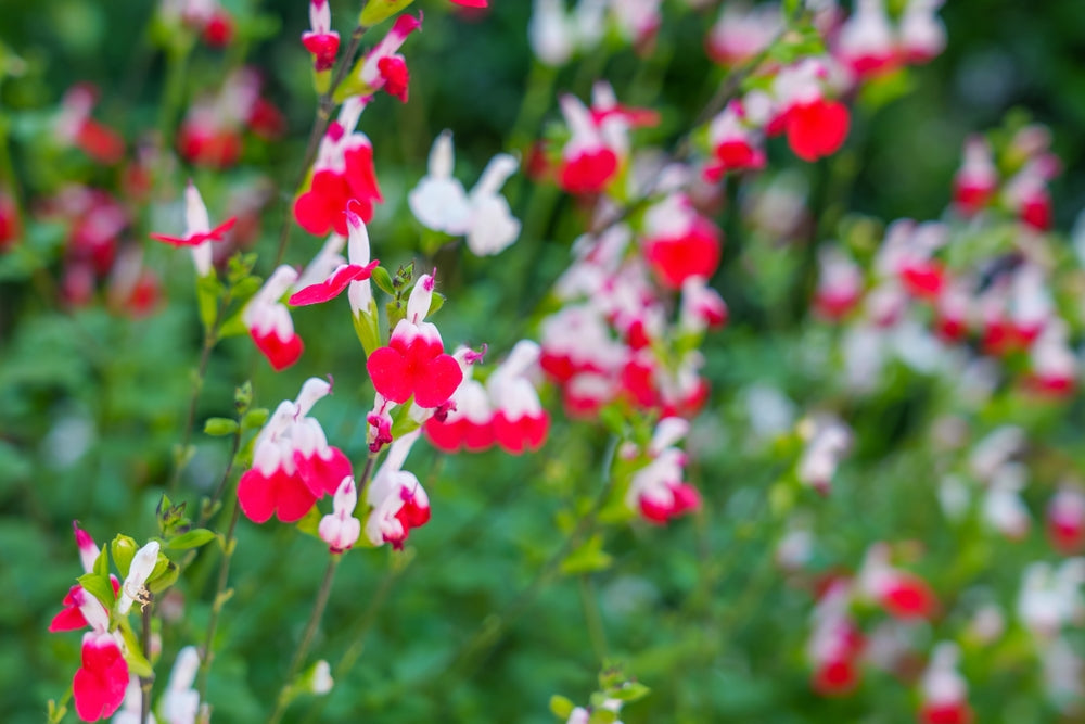 Salvia microphylla 'Hot Lips'