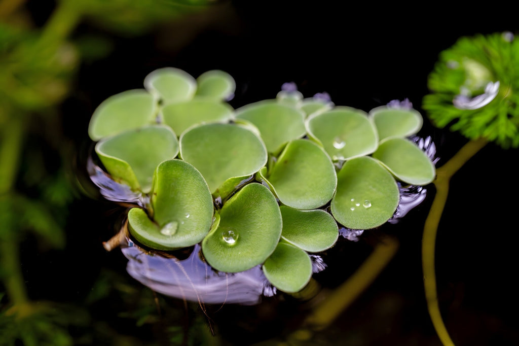 Salvinia cucullata