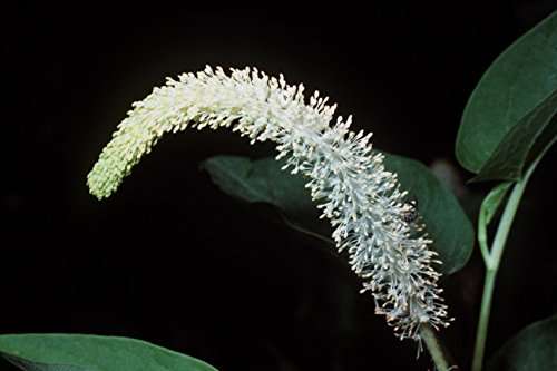 Saururus cernuus
