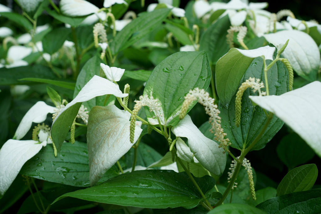 Saururus chinensis