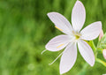 Schizostylis coccinea 'Alba'