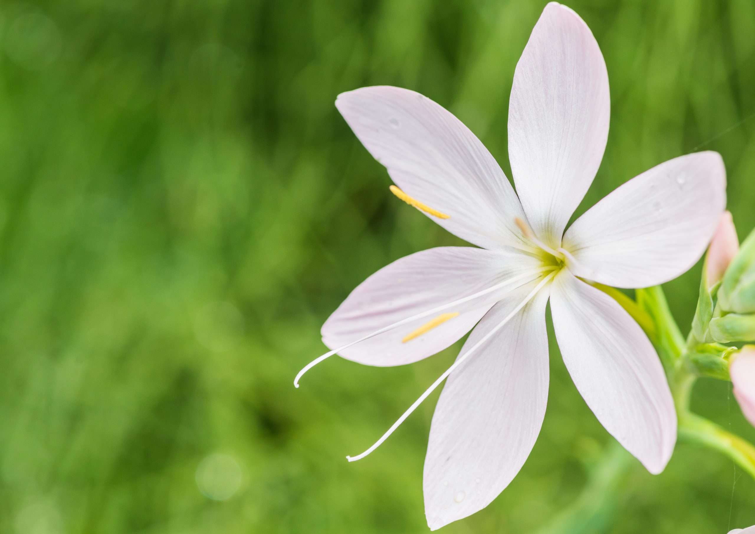 Schizostylis coccinea 'Alba'