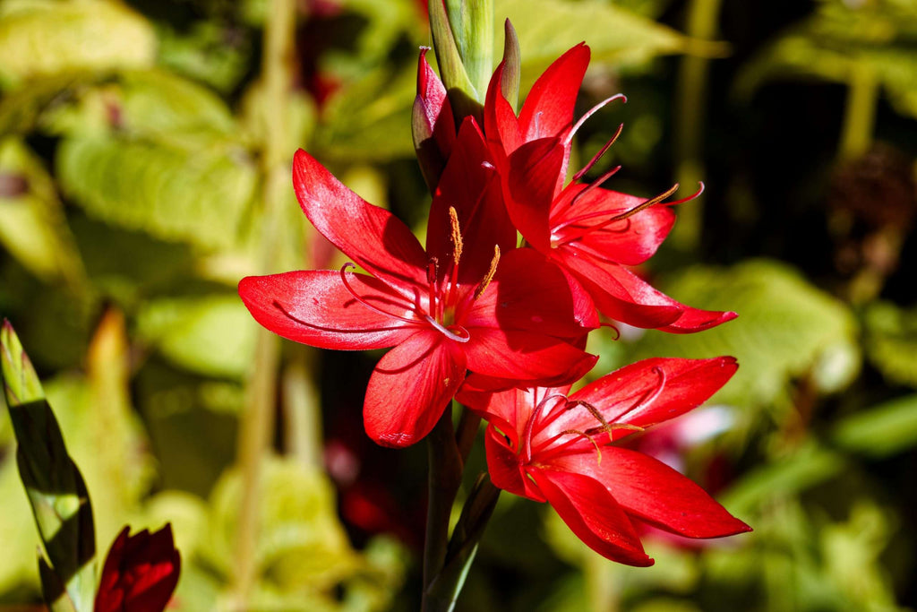 Schizostylis coccinea 'Major'