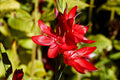 Schizostylis coccinea 'Major'