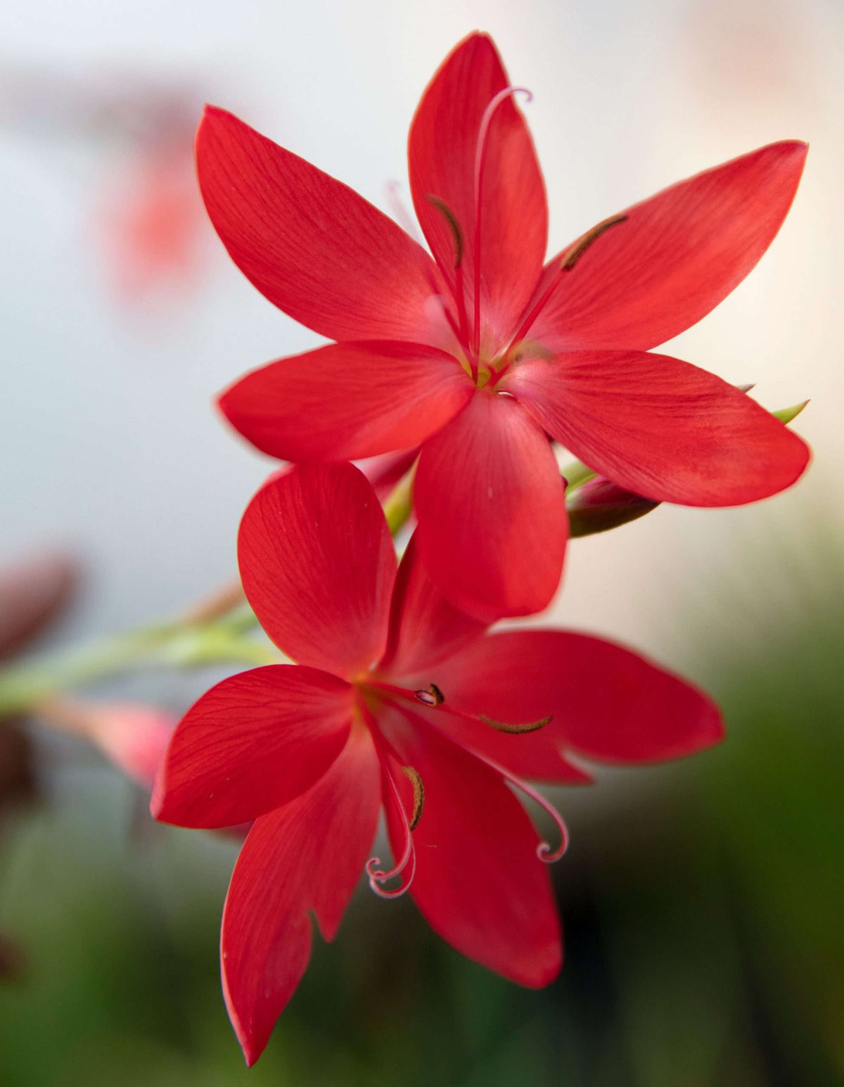 Schizostylis coccinea 'Major'