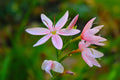 Schizostylis coccinea 'Mrs Hegarty'