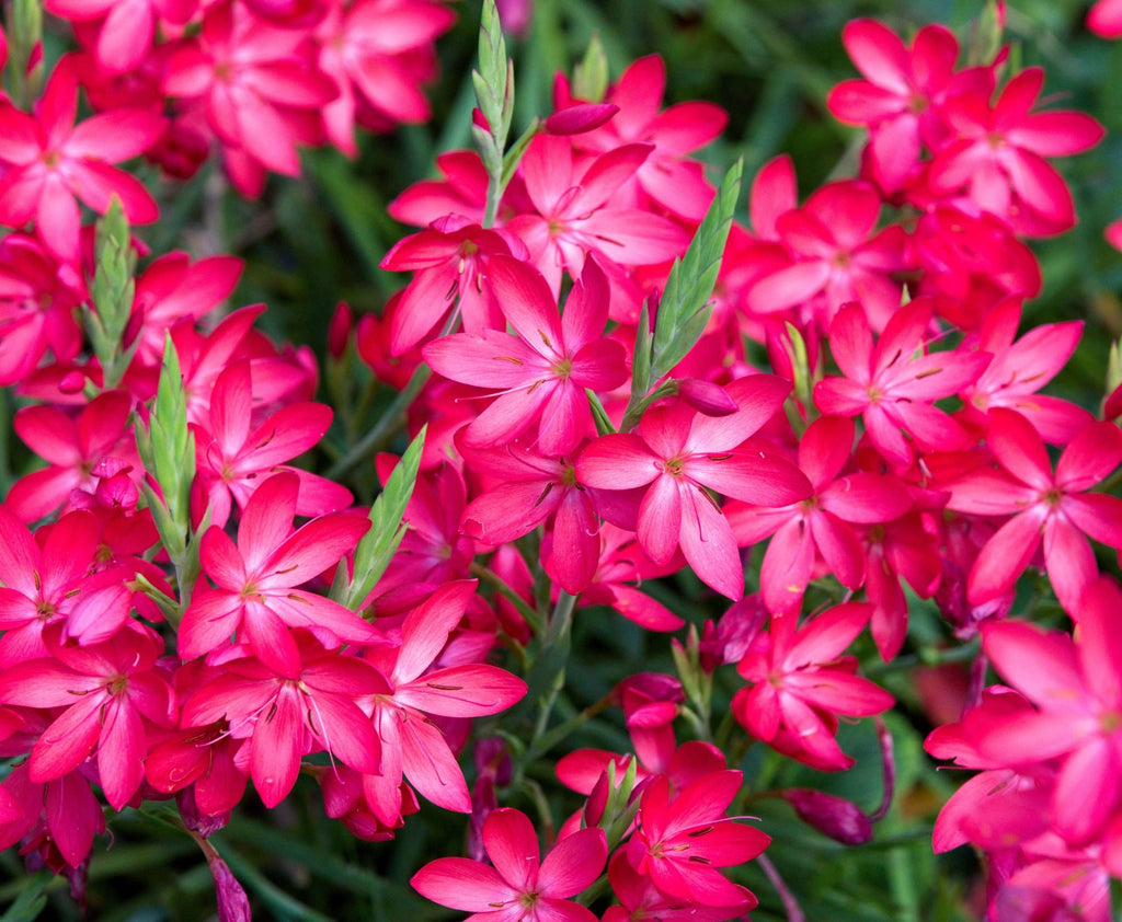 Schizostylis coccinea 'Oregon Sunset'