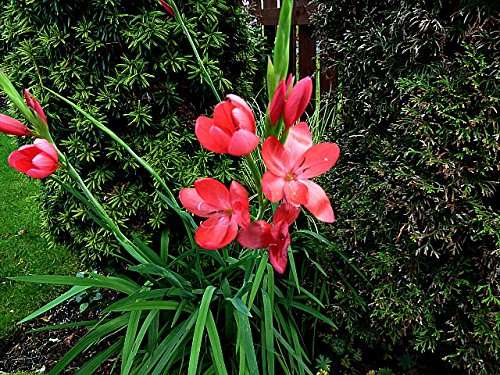 Schizostylis coccinea 'Major'