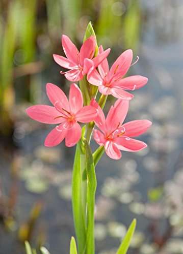 Schizostylis coccinea 'Mrs Hegarty'