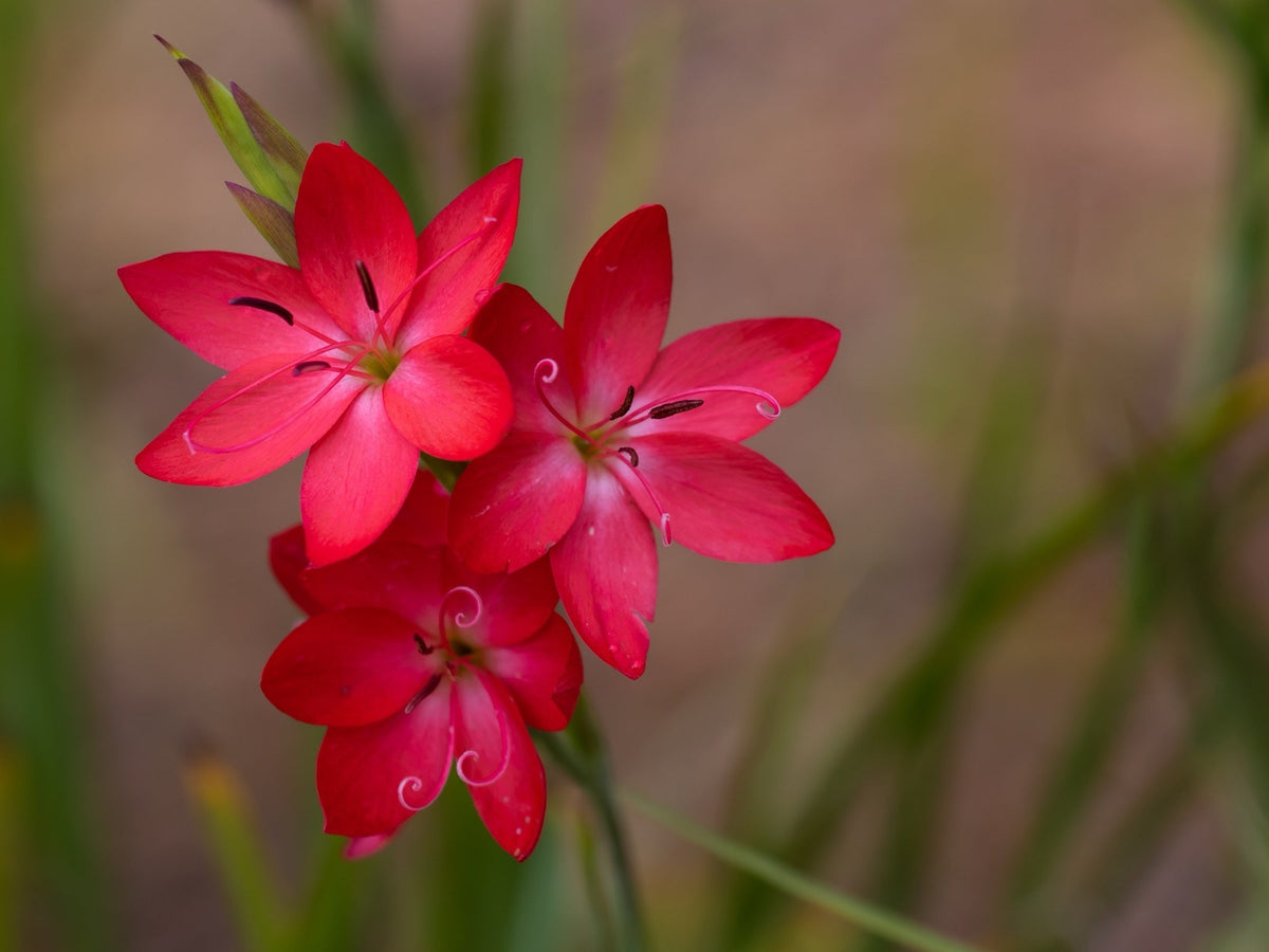 Schizostylis coccinea 'Oregon Sunset'