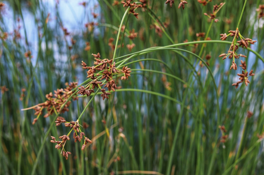 Scirpus lacustris