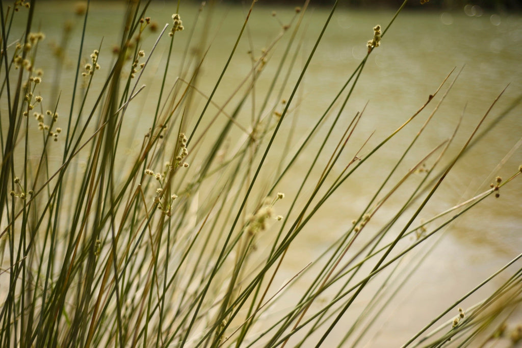 Scirpus lacustris