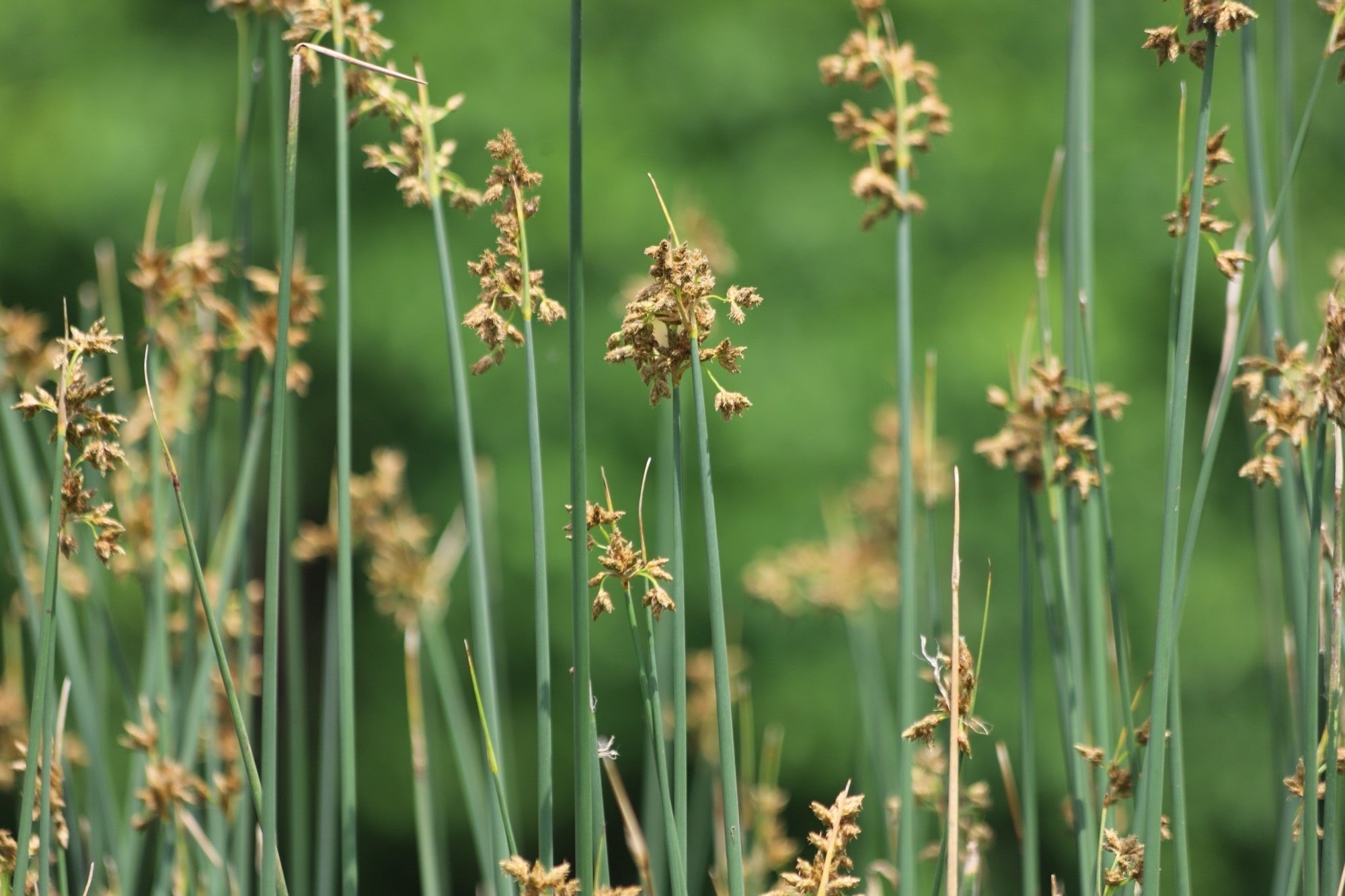 Scirpus lacustris