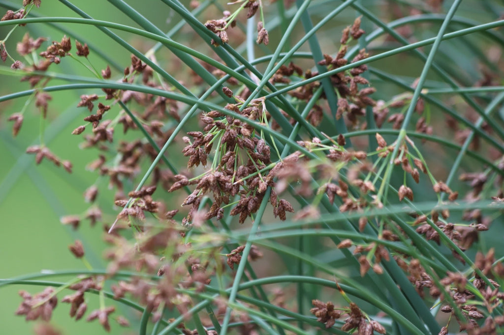 Scirpus lacustris