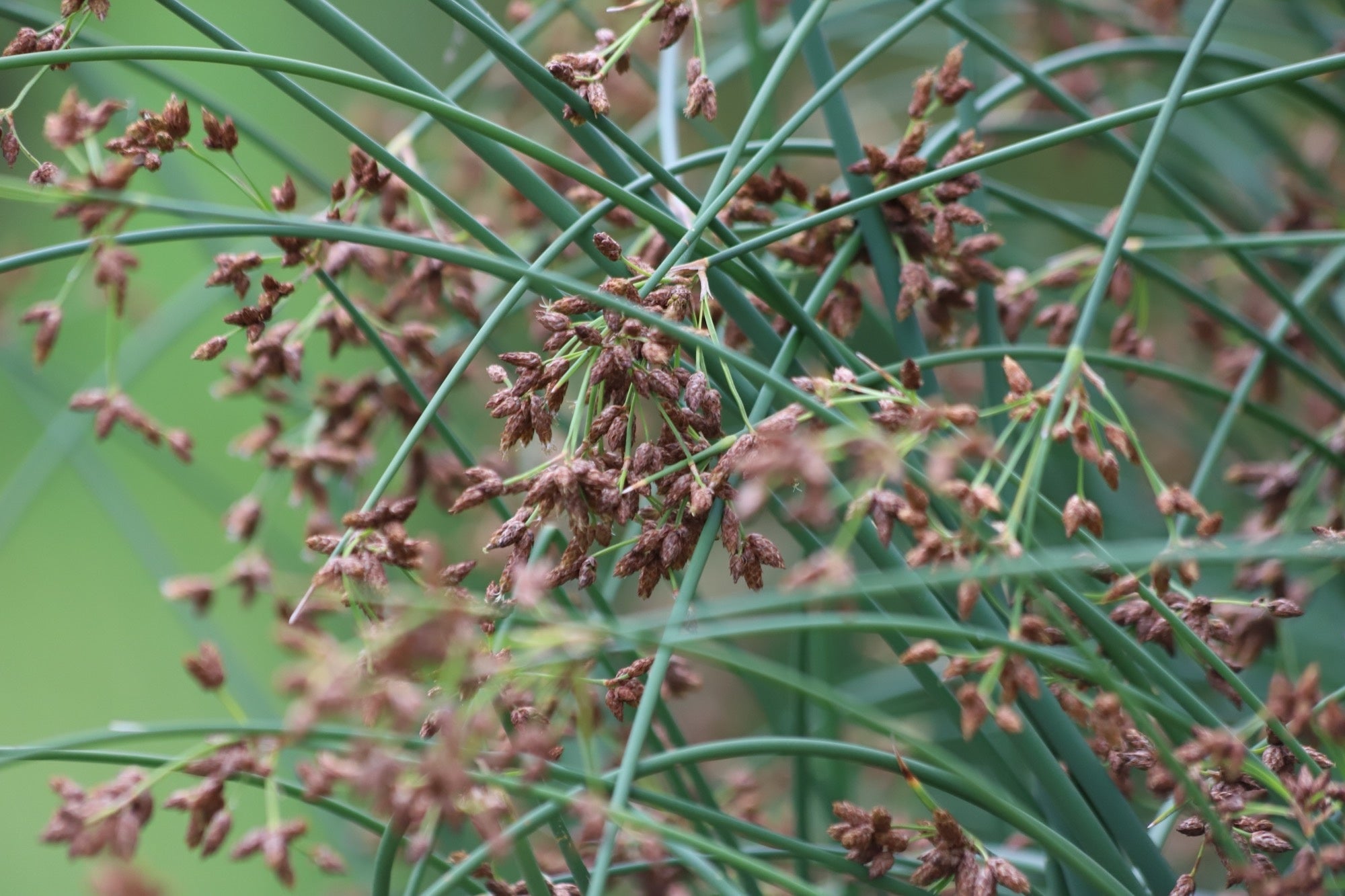 Scirpus lacustris
