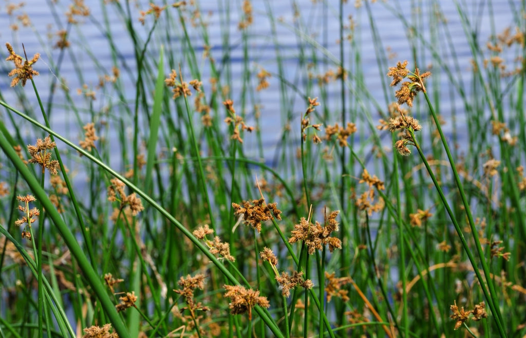 Scirpus lacustris