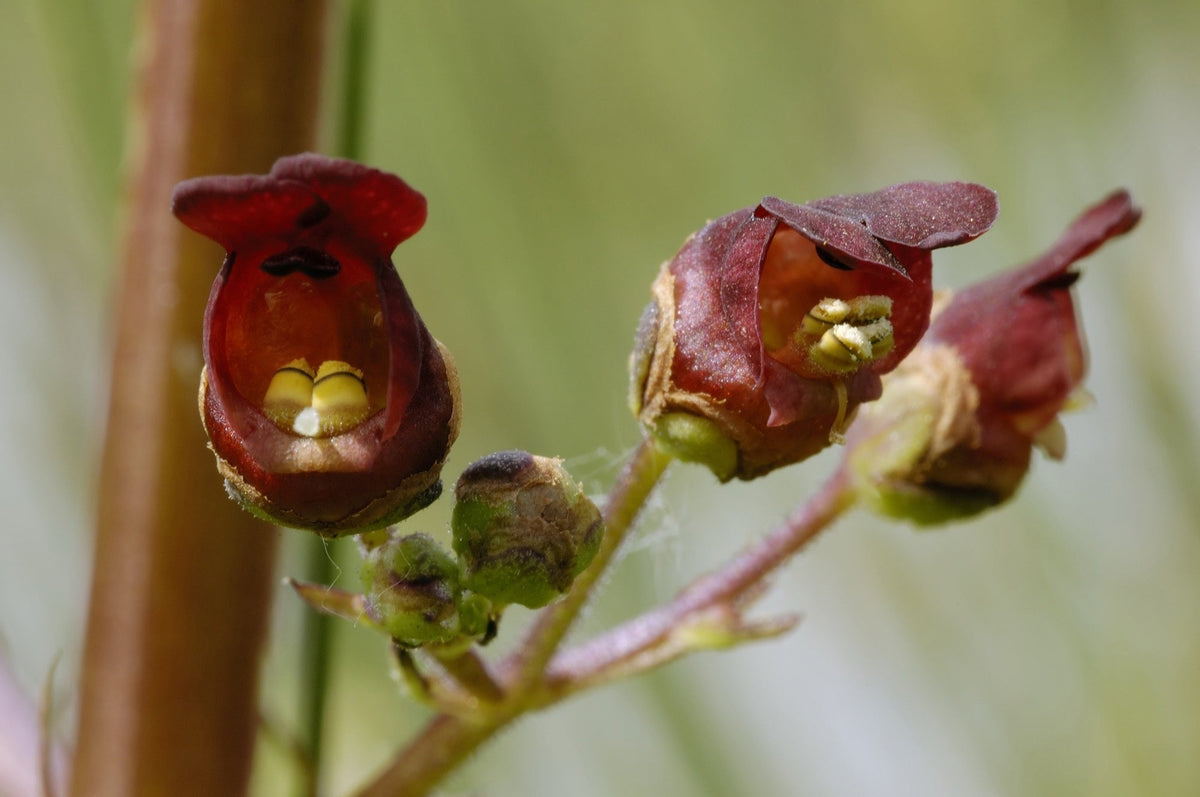 Scrophularia auriculata