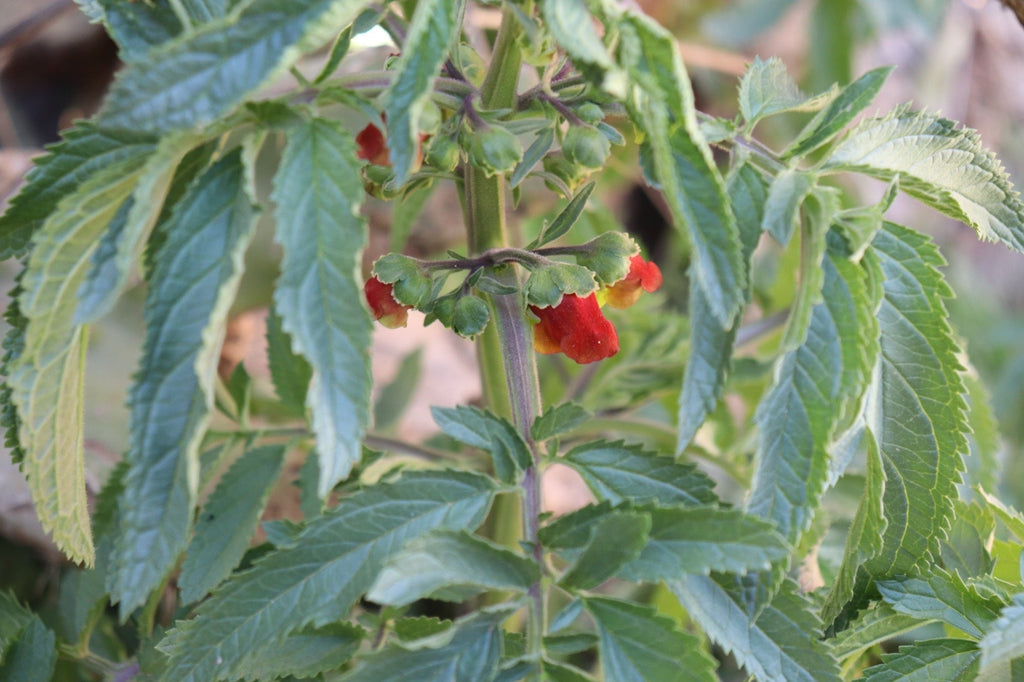 Scrophularia auriculata