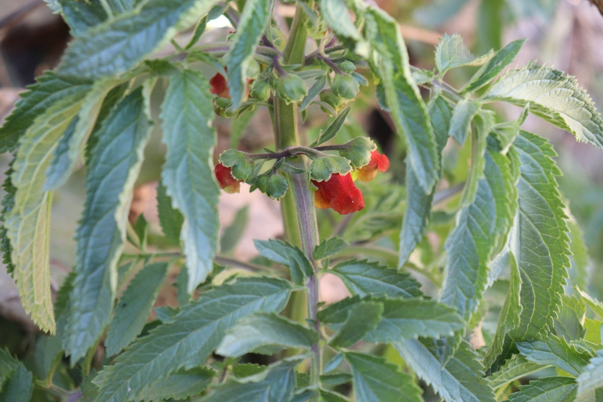 Scrophularia auriculata
