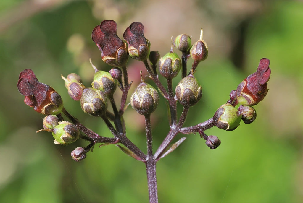 Scrophularia auriculata
