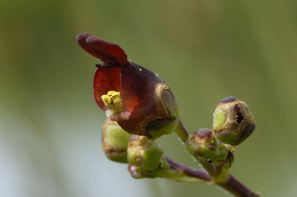 Scrophularia auriculata