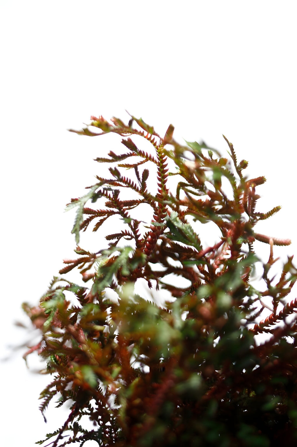 Selaginella erythropus sanguinea