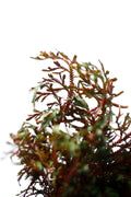Selaginella erythropus sanguinea
