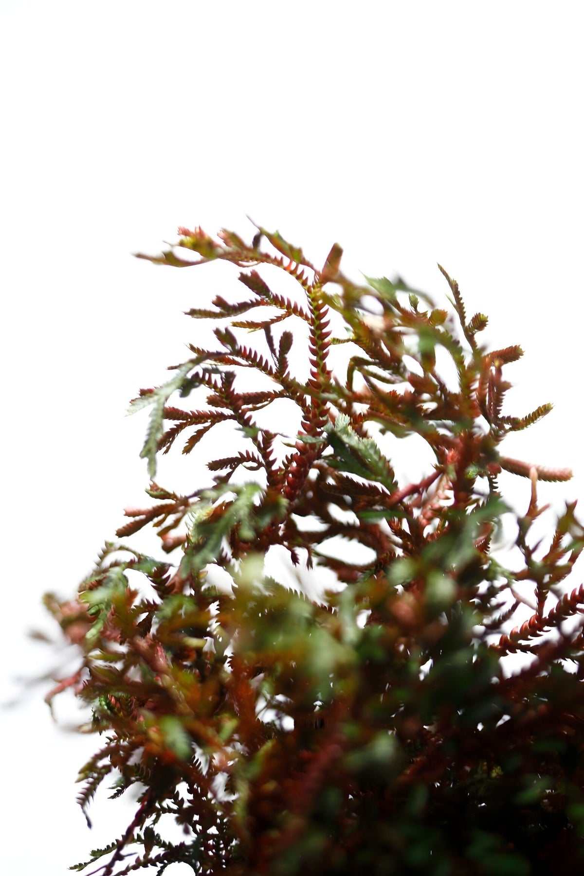Selaginella erythropus sanguinea