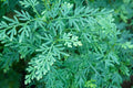 Selaginella willdenowii