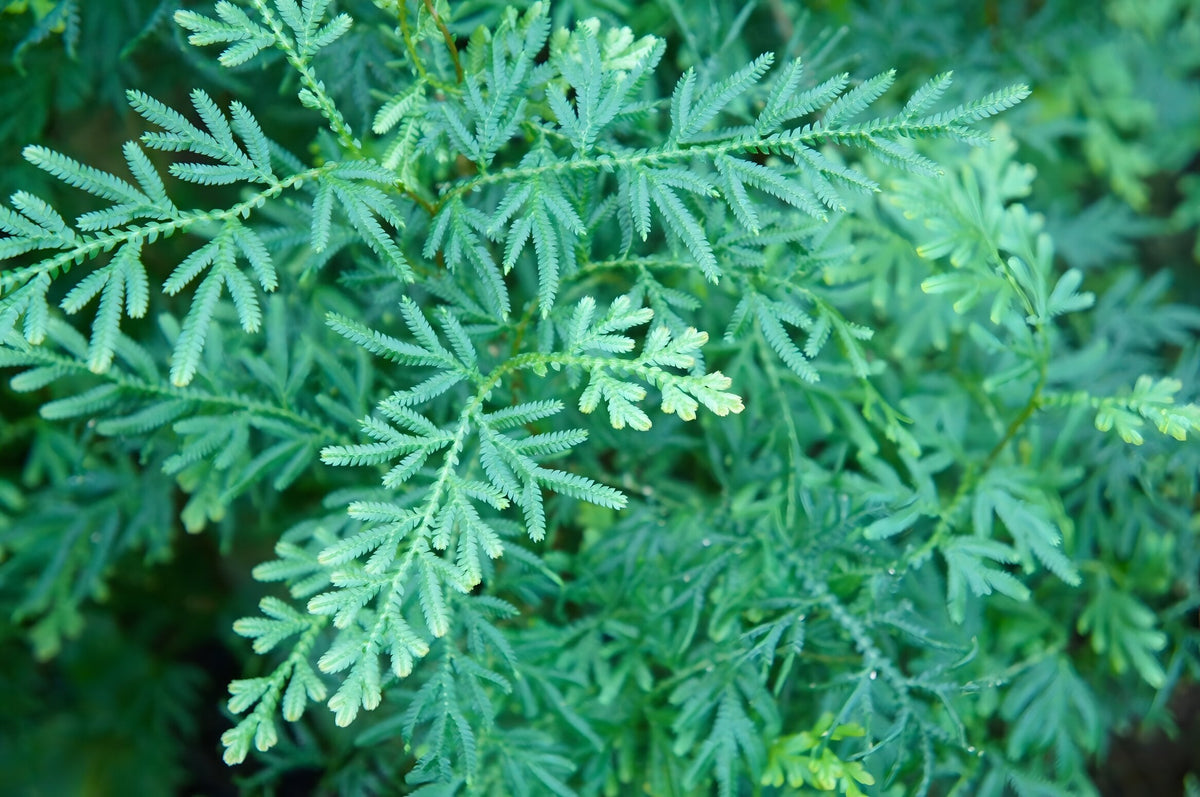 Selaginella willdenowii