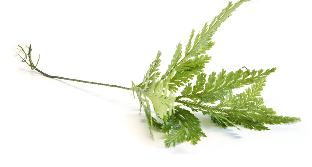 Selaginella willdenowii