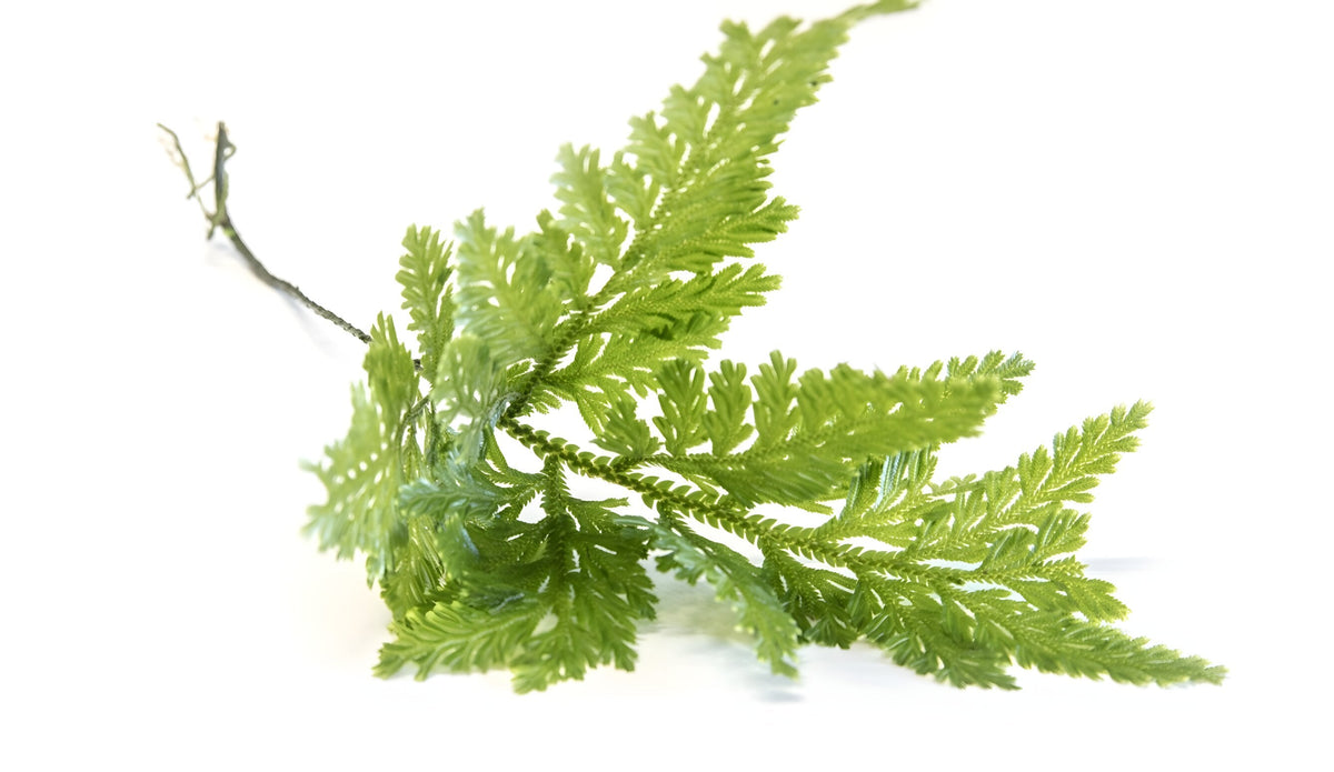 Selaginella willdenowii