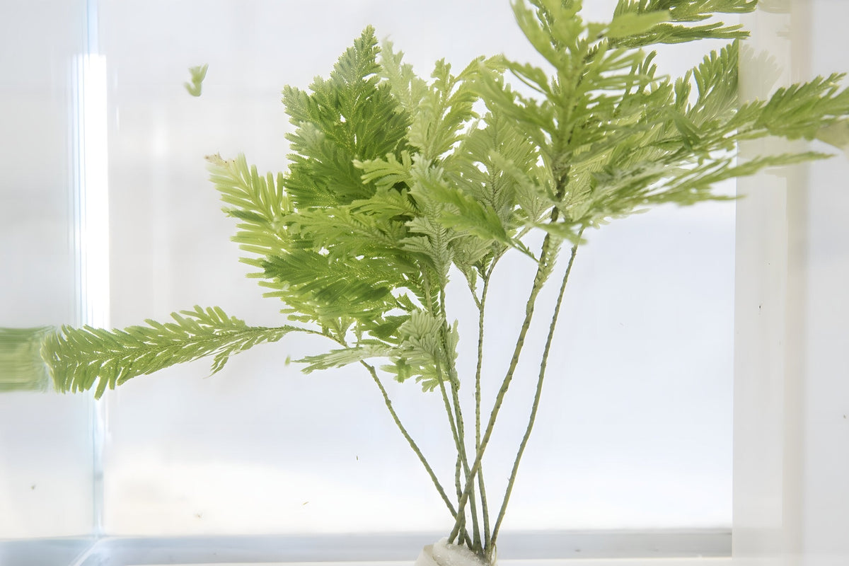 Selaginella willdenowii