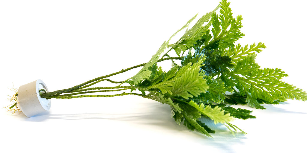 Selaginella willdenowii