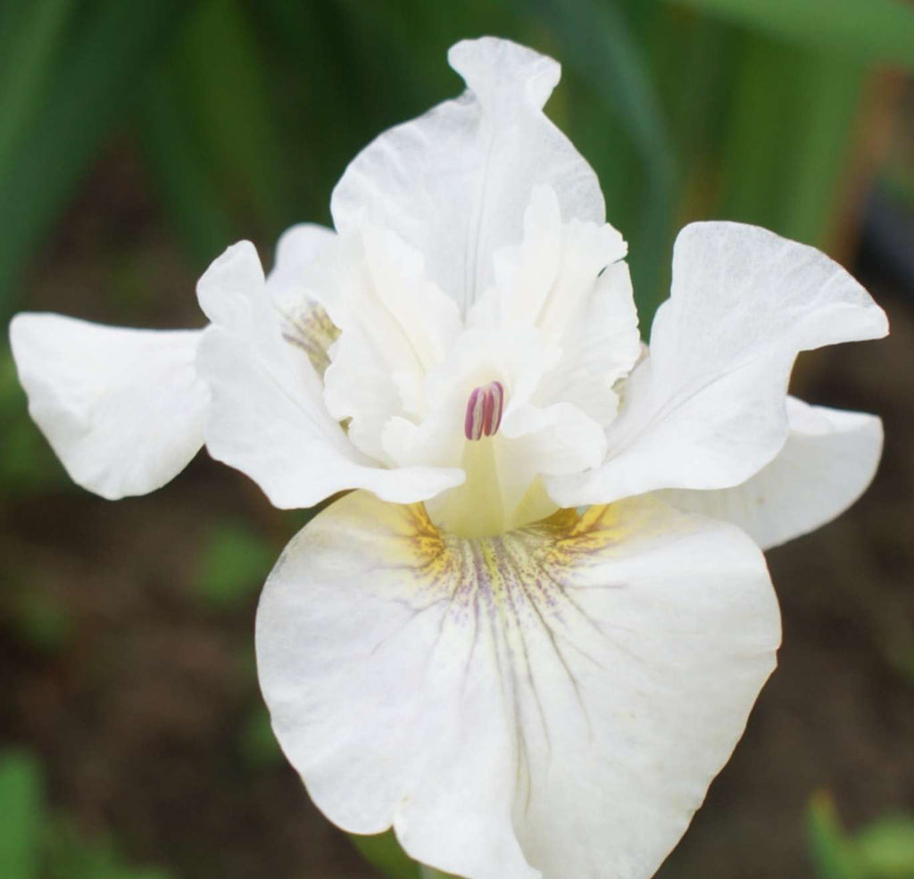 Iris sibirica 'White' (Siberian flag)